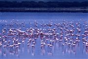 Lago Elementaita, Lago Elementaita, Kenia 