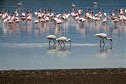 Lago Elementaita, Lago Elementaita, Kenia 