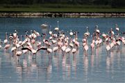 Lago Elementaita, Lago Elementaita, Kenia 