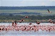 Lago Elementaita, Lago Elementaita, Kenia 