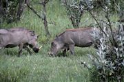 Hells Gate National Park , Hells Gate National Park, Kenia 