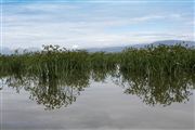 Lago Naivasha, Lago Naivasha, Kenia 