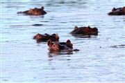 Camara Canon EOS 500D
Lago Naivasha Kenia 
Kenia Salvaje
LAGO NAIVASHA
Foto: 20231