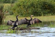 Lago Naivasha, Lago Naivasha, Kenia 