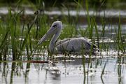 Lago Naivasha, Lago Naivasha, Kenia 