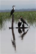 Lago Naivasha, Lago Naivasha, Kenia 