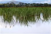 Lago Naivasha, Lago Naivasha, Kenia 