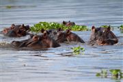 Lago Naivasha, Lago Naivasha, Kenia 