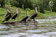 Lago Naivasha, Lago Naivasha, Kenia 