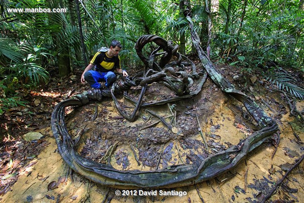 Taman Negara National Park
Kelantan - terengganu y pahang