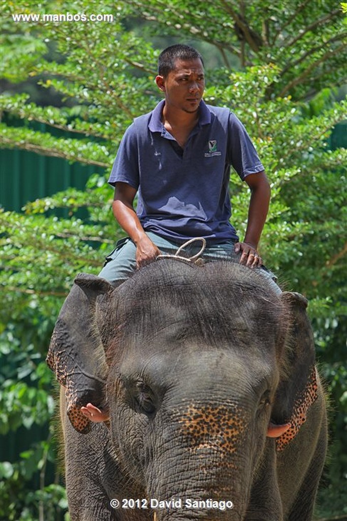 Kuala Gandah
Pahang