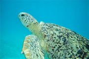 Palau Tioman Island, Palau Tioman Island, Malasia