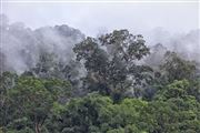 Taman Negara National Park, Taman Negara National Park, Malasia