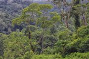 Taman Negara National Park, Taman Negara National Park, Malasia