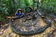 Taman Negara National Park, Taman Negara National Park, Malasia