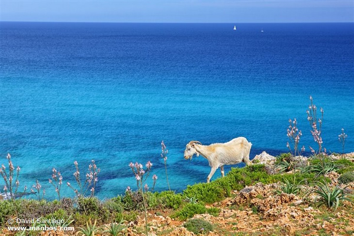 Mallorca
Isla de Mallorca
Islas Baleares