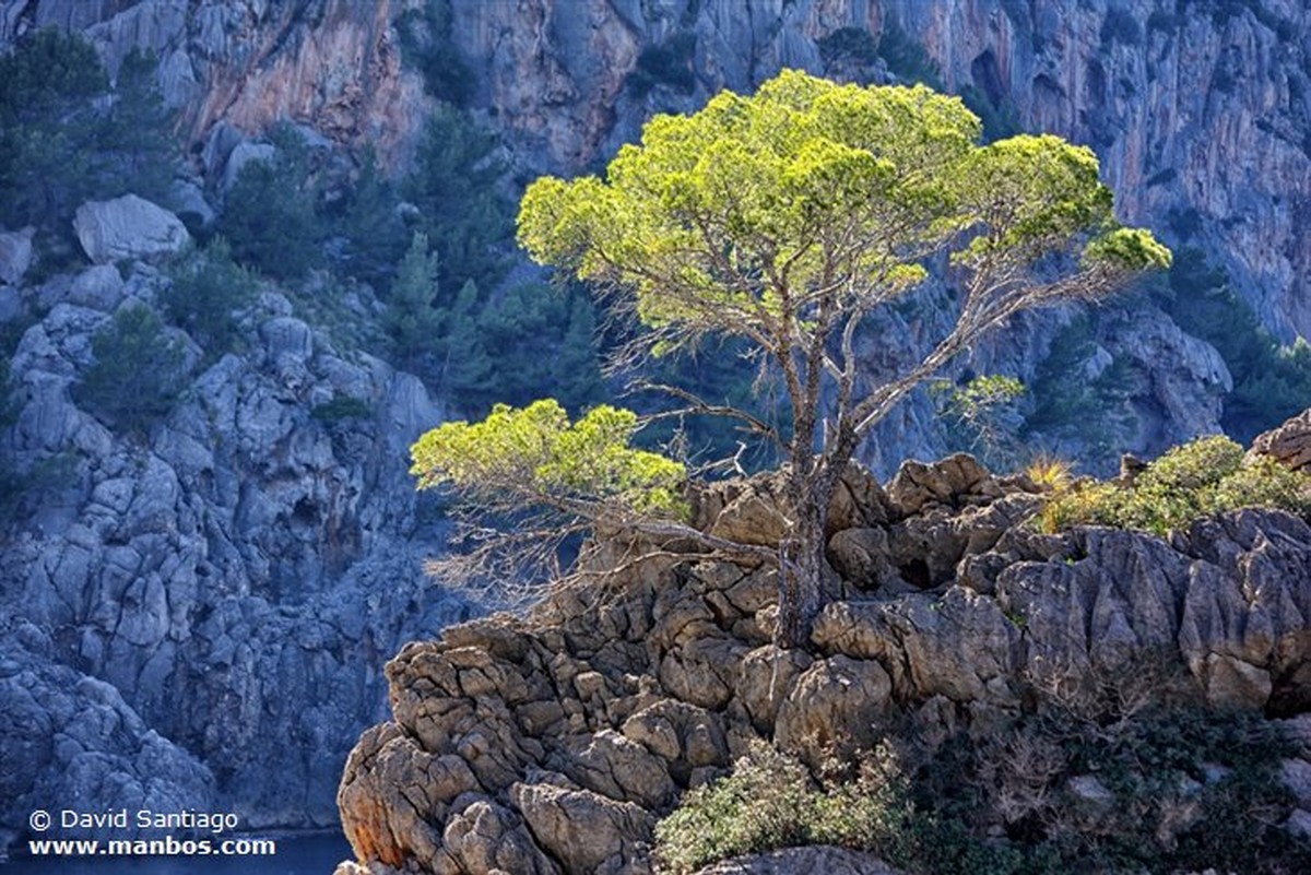 Mallorca
Isla de Mallorca
Islas Baleares