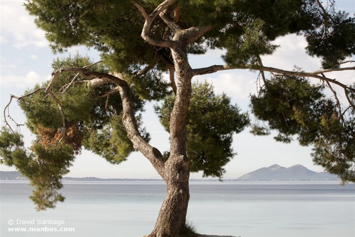 Mallorca
Isla de Mallorca
Islas Baleares