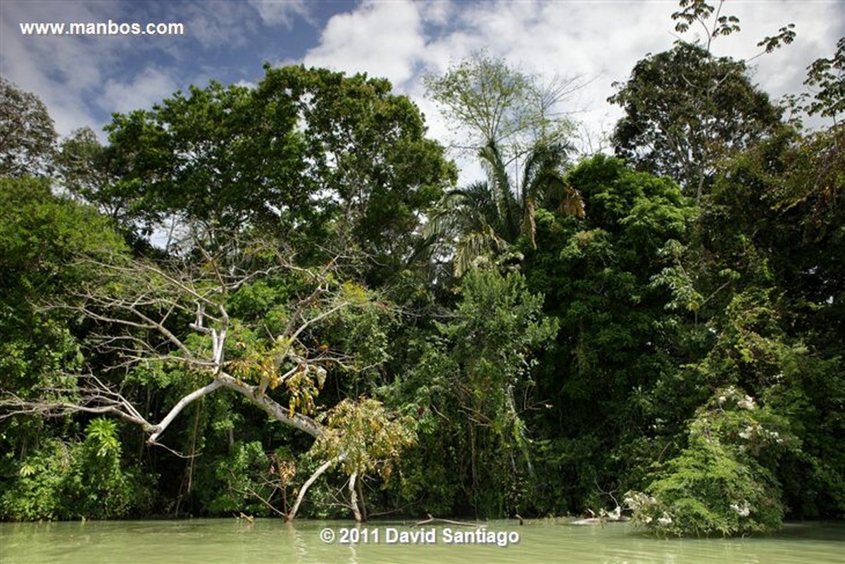 Panama
Bamboa Rain Forest
Panama