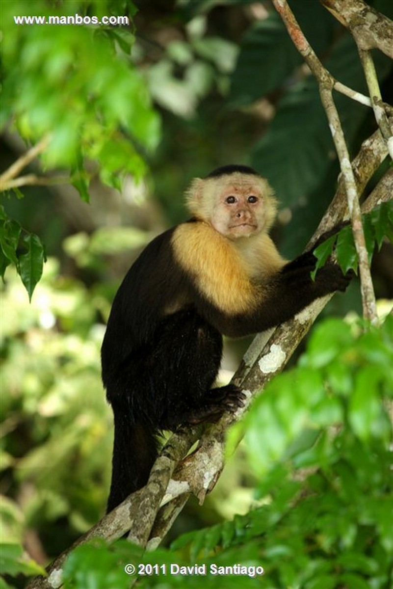 Panama
Gamboa Rain Forest Gatun Lake White Headed Capuchin
Panama