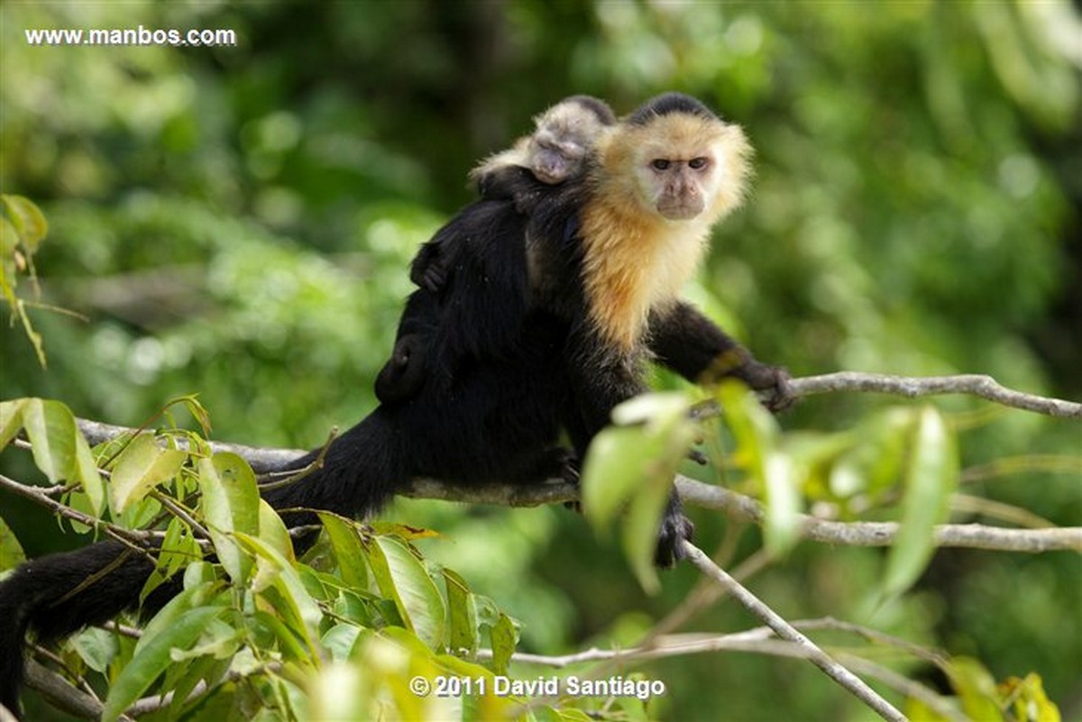 Panama
Gamboa Rain Forest Gatun Lake White Headed Capuchin
Panama