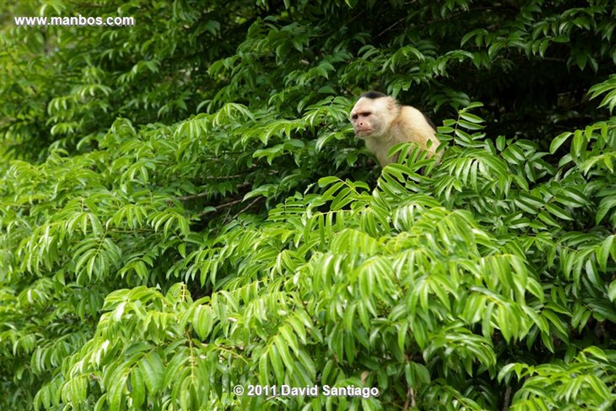 Panama
Gamboa Rain Forest Gatun Lake White Headed Capuchin
Panama