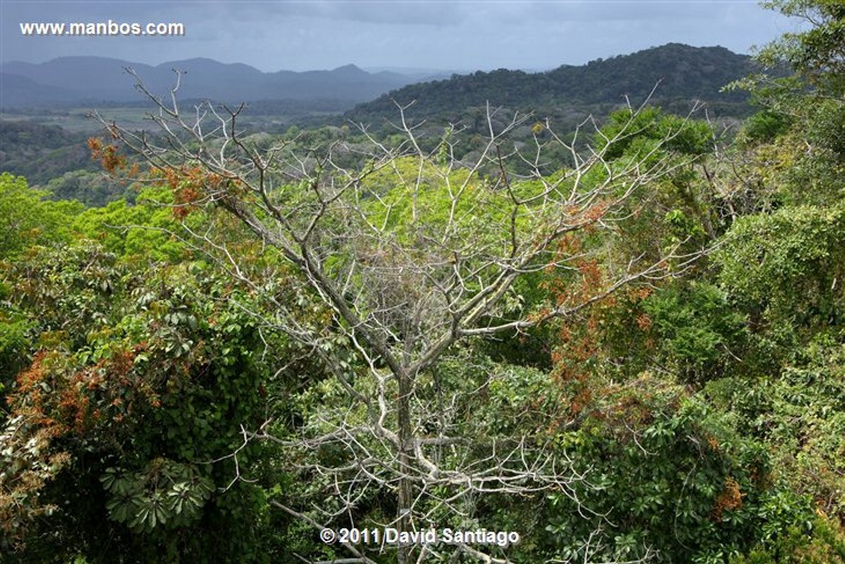 Panama
Canopy Tower
Panama