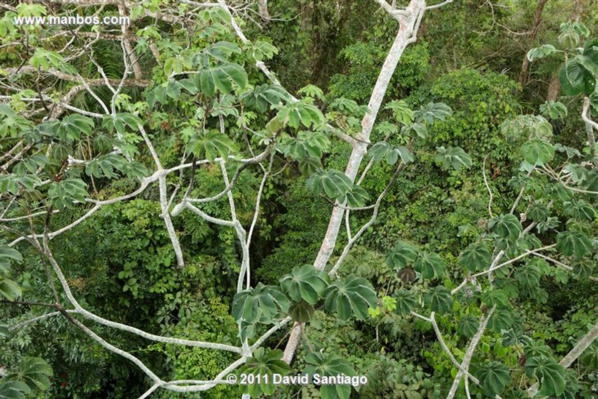 Panama
Canopy Tower
Panama