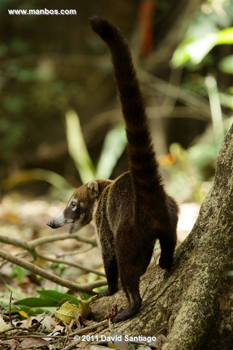 Panama
Gato Solo White Nosed Coati
Panama