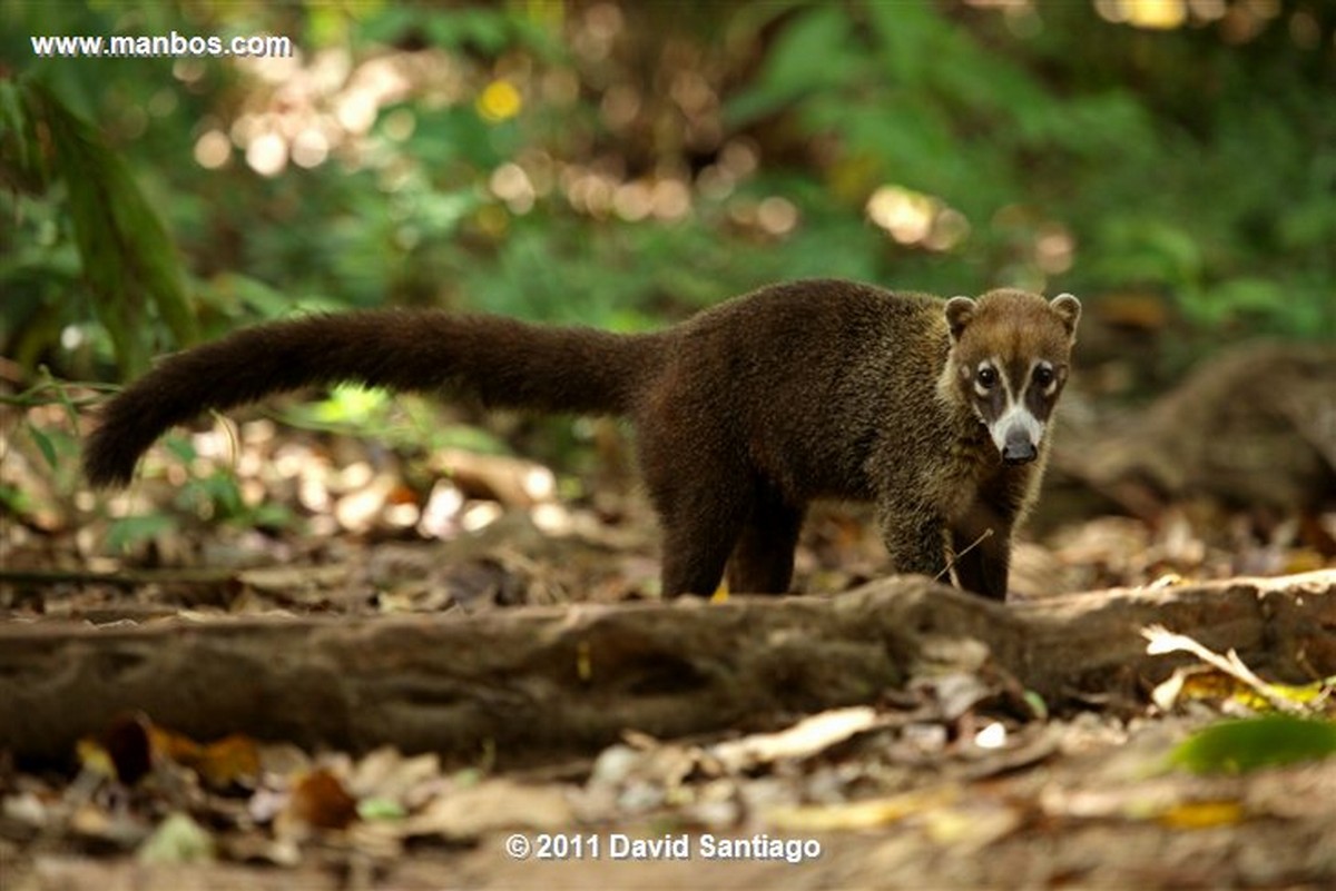 Panama
Gato Solo White Nosed Coati Nasua Narica
Panama