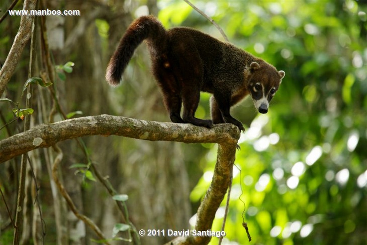 Panama
Gato Solo White Nosed Coati Nasua Narica
Panama