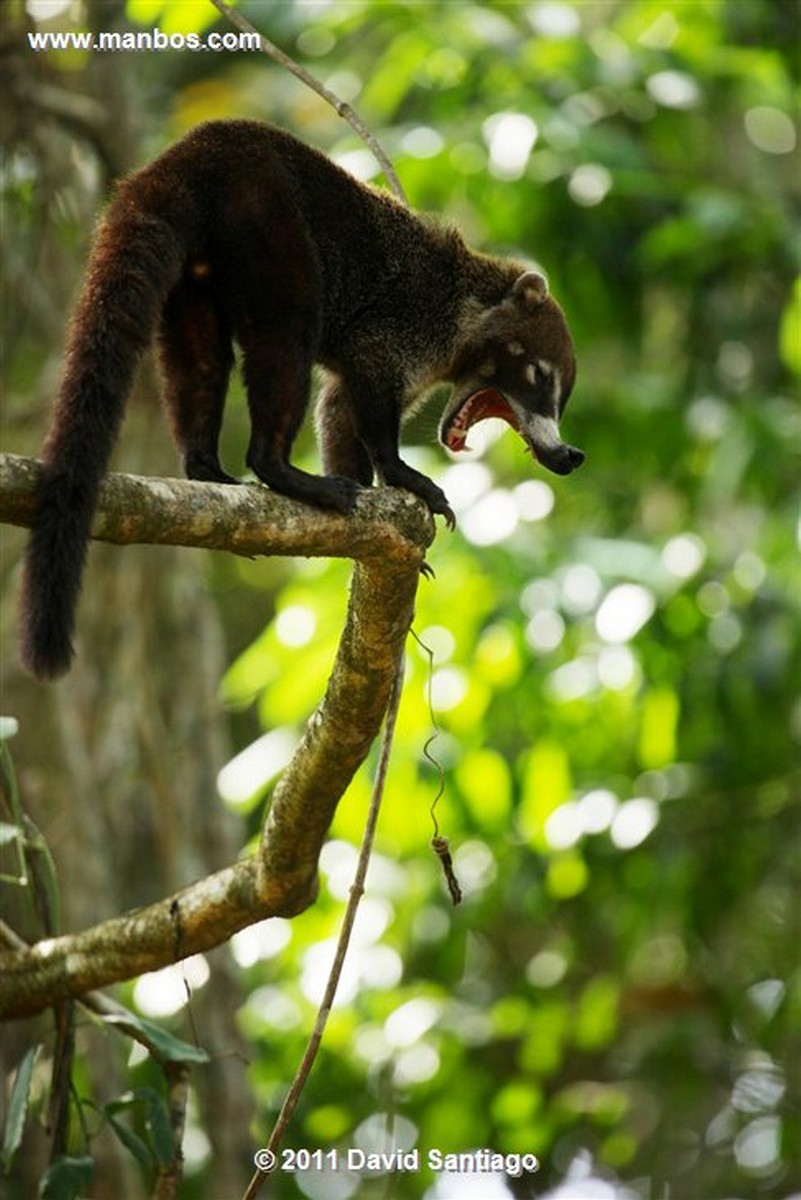 Panama
Gato Solo White Nosed Coati Nasua Narica
Panama