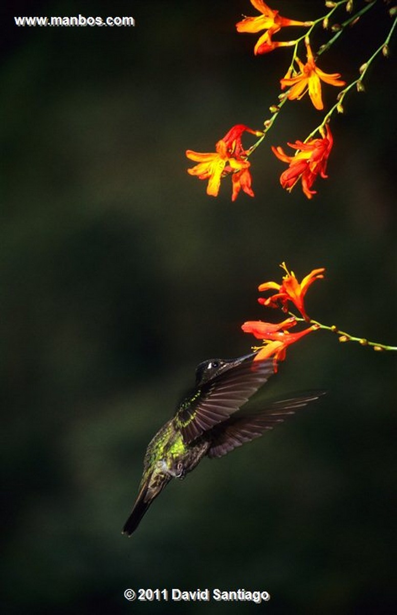 Panama
Darien National Park   ñeque Dasyprocta Coybae
Panama