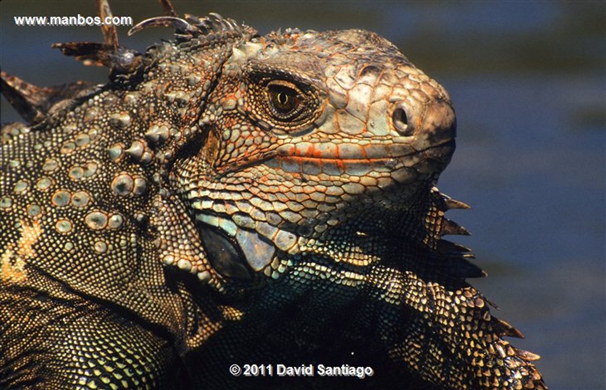 Panama
Iguana Iguana Coiba National Park
Panama