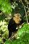 Panama
Gamboa Rain Forest Gatun Lake White Headed Capuchin
Panama