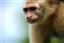 Panama
Gamboa Rain Forest Gatun Lake White Headed Capuchin
Panama