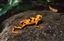 Panama
Panama Golden Frog (atelopus Zeteki) Is A species Of Anuran Amphibian Family Bufonidae
Panama