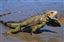 Panama
Iguana Iguana Coiba National Park
Panama