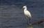 Panama
Darien National Park Garceta Nivea Egretta Thula
Panama