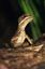 Panama
Basilisco Basiliscus Basiliscus Darien National Park
Panama