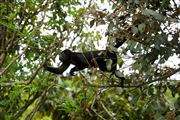 Soberania National Park, Panama, Panama