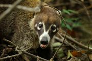 Soberania National Park, Panama, Panama