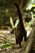 Soberania National Park, Panama, Panama