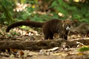 Soberania National Park, Panama, Panama