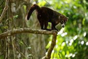 Soberania National Park, Panama, Panama