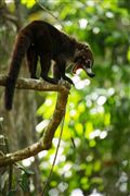 Soberania National Park, Panama, Panama