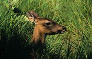 Camara Nikon SUPER COOLSCAN 5000 ED
White Tailed Deer Soberania National Park
Panama
PANAMA
Foto: 24404