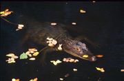 Camara Nikon SUPER COOLSCAN 5000 ED
Caiman Crocodylus Coiba National Park
Panama
PANAMA
Foto: 24397