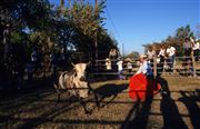 Camara Nikon SUPER COOLSCAN 5000 ED
Carnaval In Penonome Heifer And Bullfighter
Panama
PANAMA
Foto: 24391