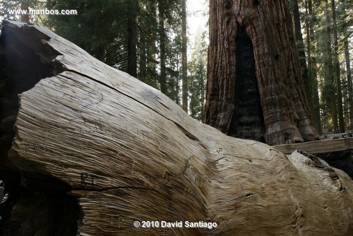 Sequoia National Park 
Sequoia National Park Ardilla EEUU 
California 